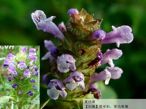 田野中的夏枯草