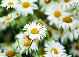 西洋濱菊 西洋濱菊