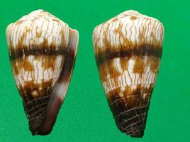 柳絲芋螺 柳絲芋螺