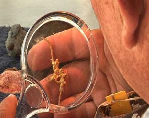 （圖）聖瑪格麗塔號