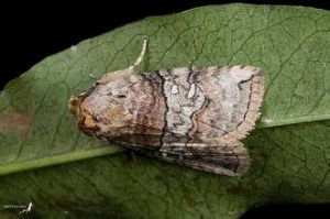 擬太波紋蛾 擬太波紋蛾