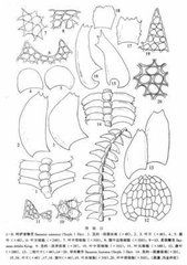 厚角鞭苔 厚角鞭苔