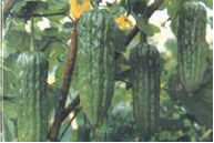 穗新1號 穗新1號