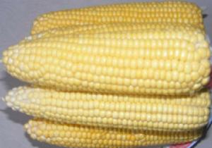 延壽粘玉米 延壽粘玉米