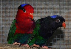 巴布亞吸蜜鸚鵡 巴布亞吸蜜鸚鵡