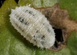 扶桑綿粉蚧 扶桑綿粉蚧