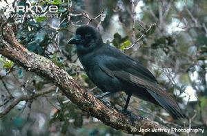 夏威夷烏鴉 夏威夷烏鴉