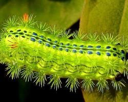 小輪毛蟲 小輪毛蟲