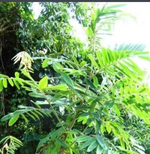 白花灰葉豆 白花灰葉豆