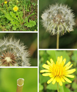 緋紅蒲公英 緋紅蒲公英