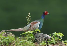 雉雞日本亞種 雉雞日本亞種