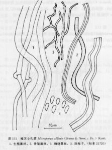 褐芝小孔菌 褐芝小孔菌