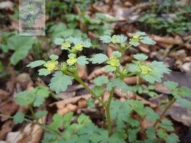 多枝金腰 多枝金腰