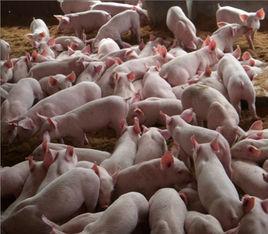 重慶生豬綜合交易市場 重慶生豬綜合交易市場