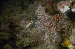 紅扇軟柳珊瑚