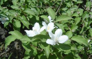 青城溲疏 青城溲疏