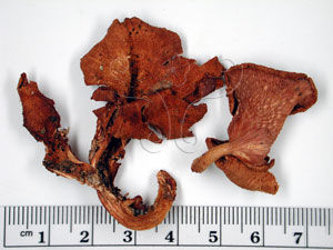 野生革耳 野生革耳