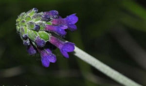 紫穗報春 紫穗報春