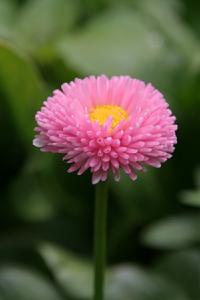 《一枝花》 《一枝花》