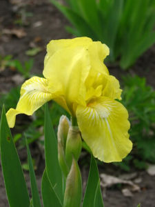 黃花馬藺 黃花馬藺