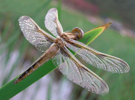 安吉麗娜蜻蜓 安吉麗娜蜻蜓