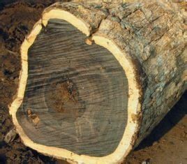 東非黑黃檀 東非黑黃檀