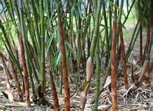 糙花箭竹 糙花箭竹