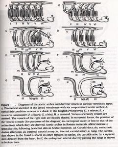 動脈弓演變圖