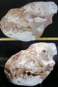 古中華虎 古中華虎