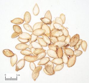 瓜子生食方 瓜子生食方