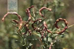 駱駝刺與生長環境