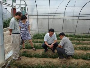 圖2 昭化韭黃種植基地