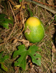 多卷鬚瓜蔞 多卷鬚瓜蔞