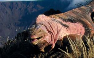 （圖）粉紅色鬣蜥