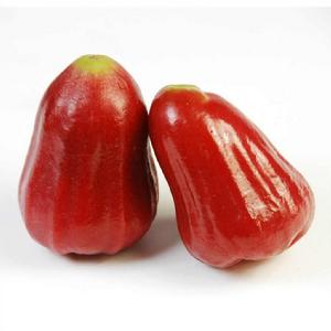 蓮霧[蓮霧(lian wu)]