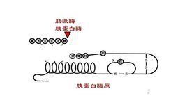 酶原激活 酶原激活