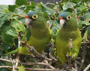橙頂錐尾鸚鵡墨西哥東部亞種