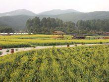 高明[廣東省佛山市高明區]