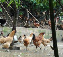 西疇烏骨雞白色品種