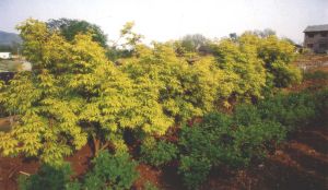 金葉接骨木 金葉接骨木