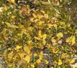 短序杭子梢 短序杭子梢