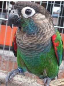 珍珠錐尾鸚鵡帕拉亞種 珍珠錐尾鸚鵡帕拉亞種