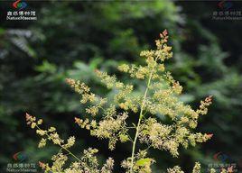 小果埔落回 小果埔落回