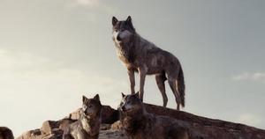 森林之子[2016年喬恩·費儒執導電影]