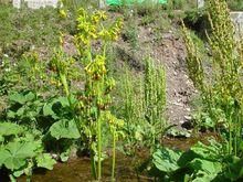 寬翅橐吾 寬翅橐吾