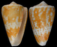 赭色字母芋螺 赭色字母芋螺