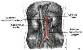 腸系膜下動脈 腸系膜下動脈