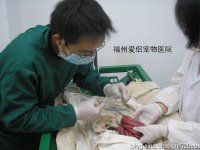 福州愛侶寵物醫院 福州愛侶寵物醫院