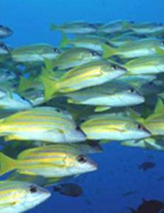 白斑星鯊 白斑星鯊