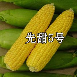 先甜5號 先甜5號